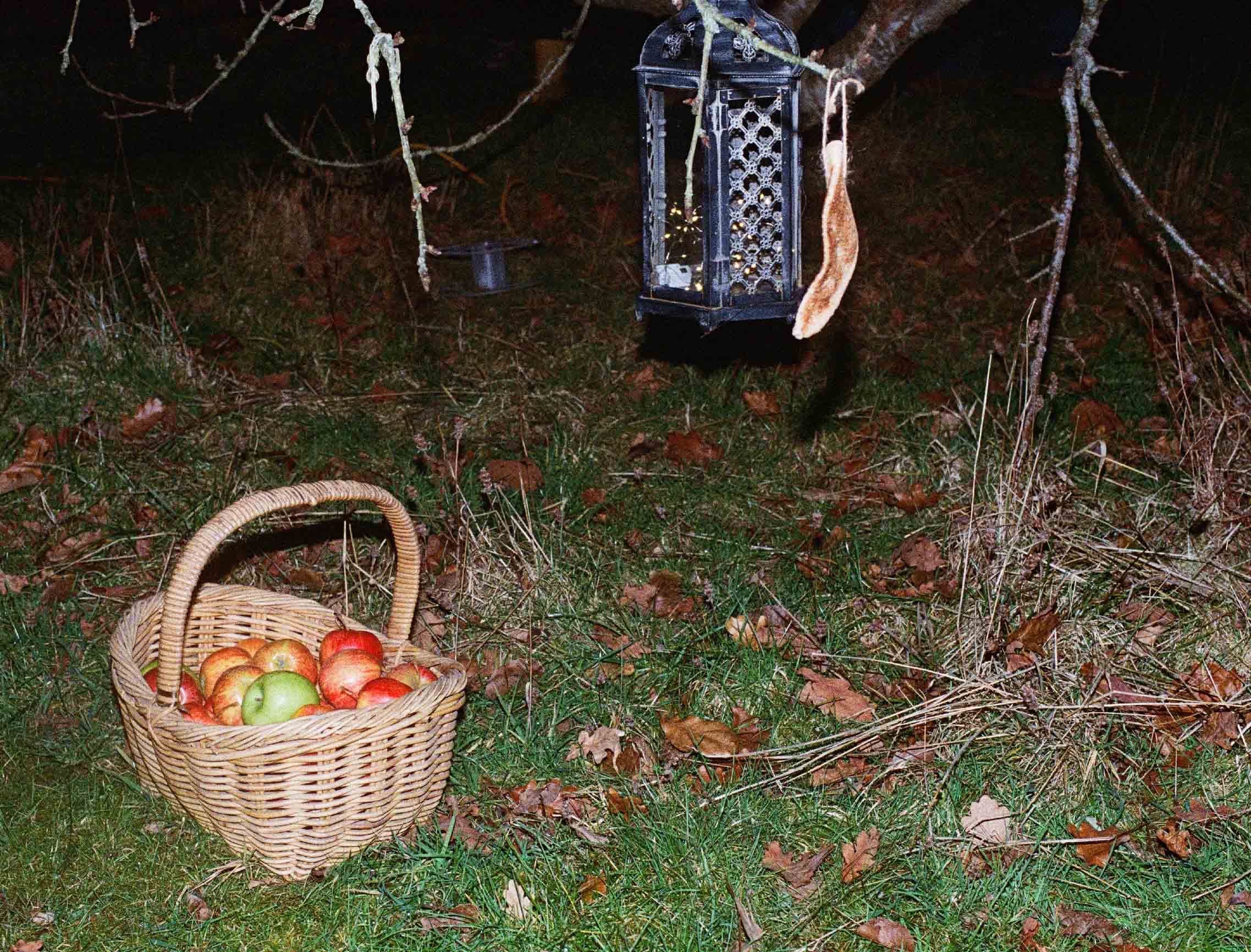 Basket of apple trees underneath toasted apple tree