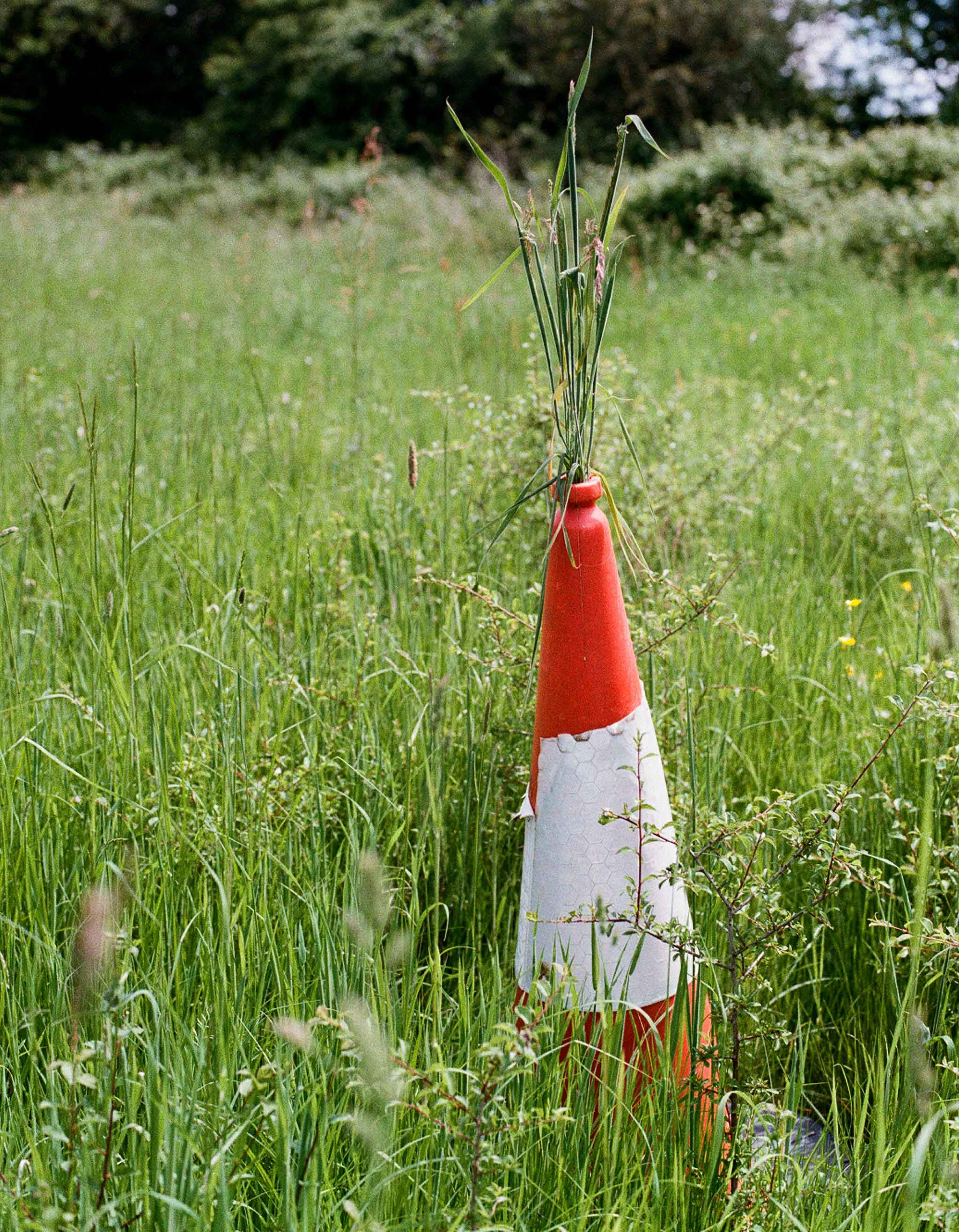 long grass grows up through a traffic cone
