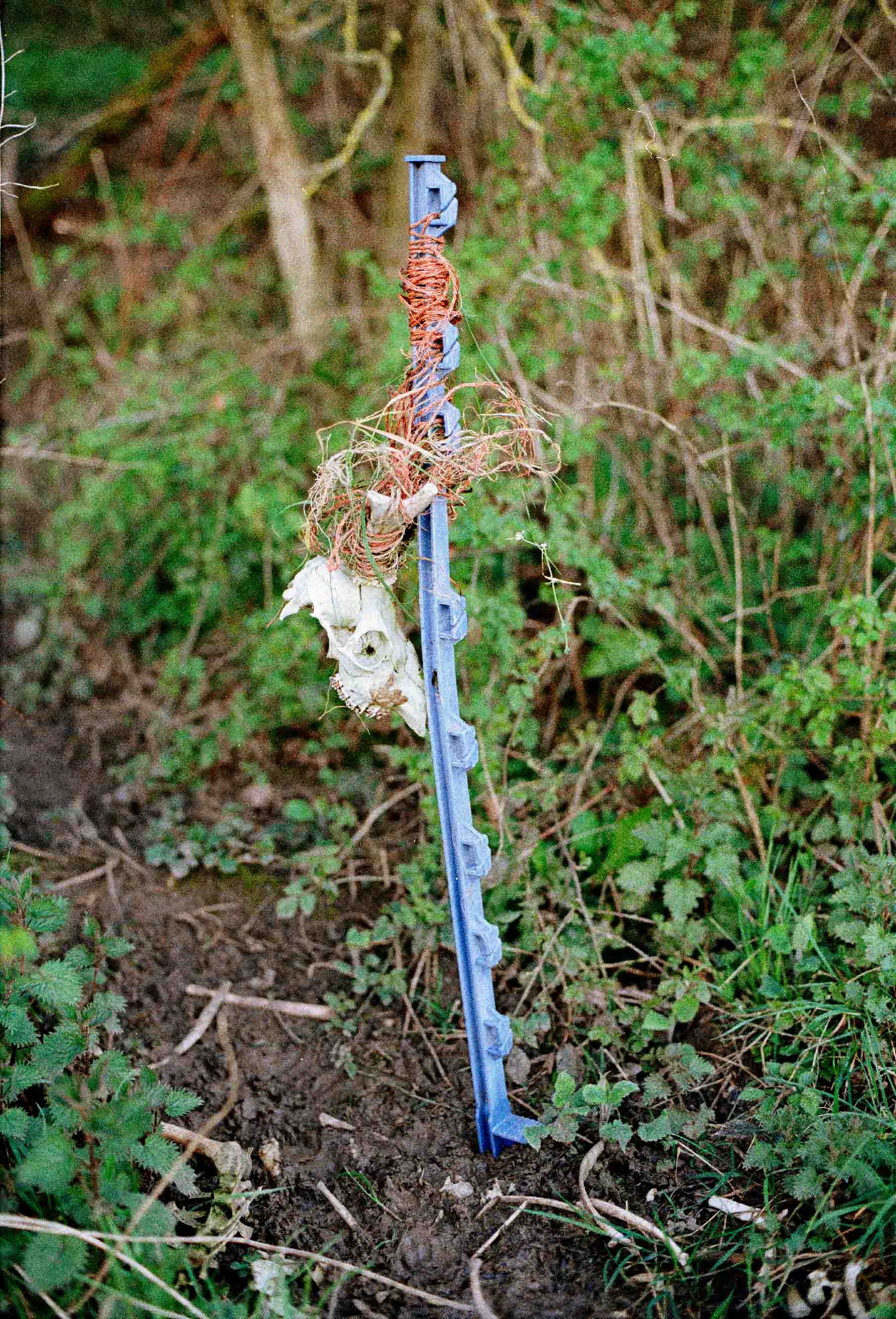 a deer skull tied to a pike